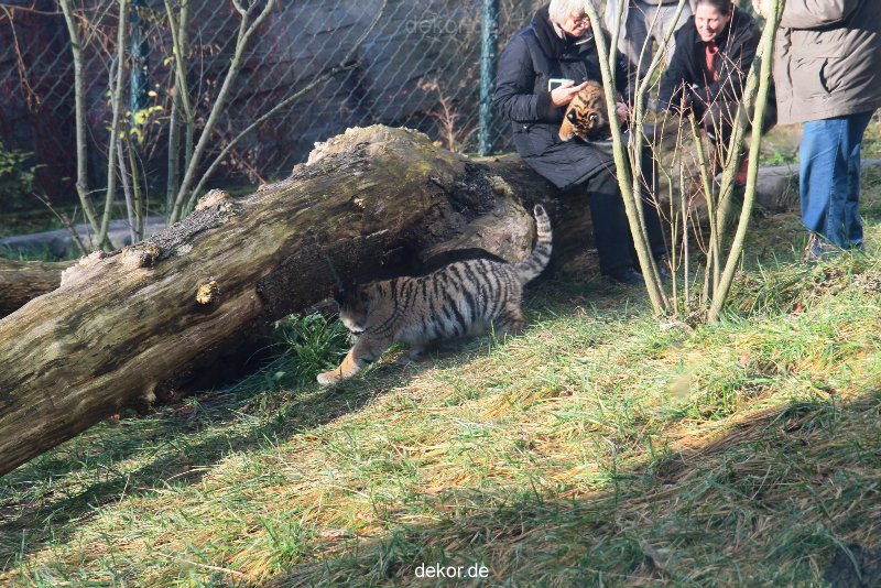 zoo-wuppertal-tschuna-daseep-03-044