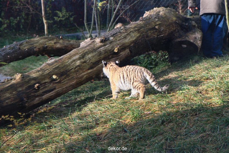 zoo-wuppertal-tschuna-daseep-03-050