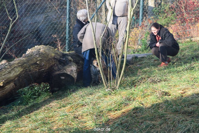 zoo-wuppertal-tschuna-daseep-03-059