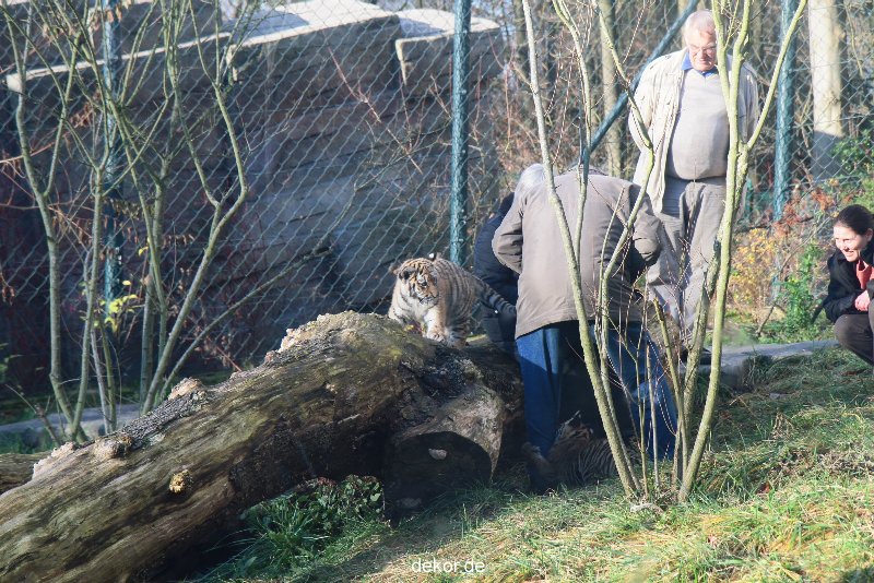 zoo-wuppertal-tschuna-daseep-03-060
