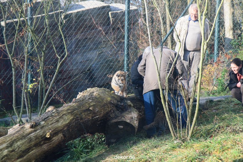 zoo-wuppertal-tschuna-daseep-03-061