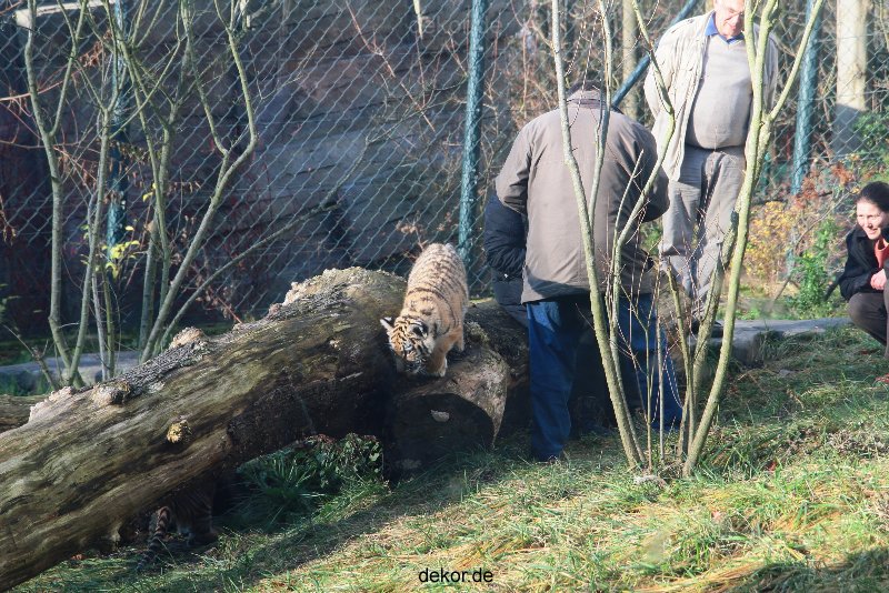 zoo-wuppertal-tschuna-daseep-03-062