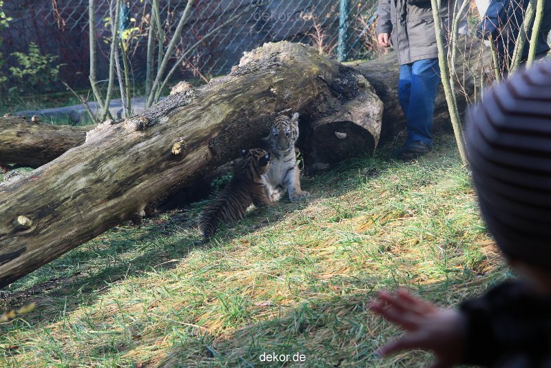 zoo-wuppertal-tschuna-daseep-03-063