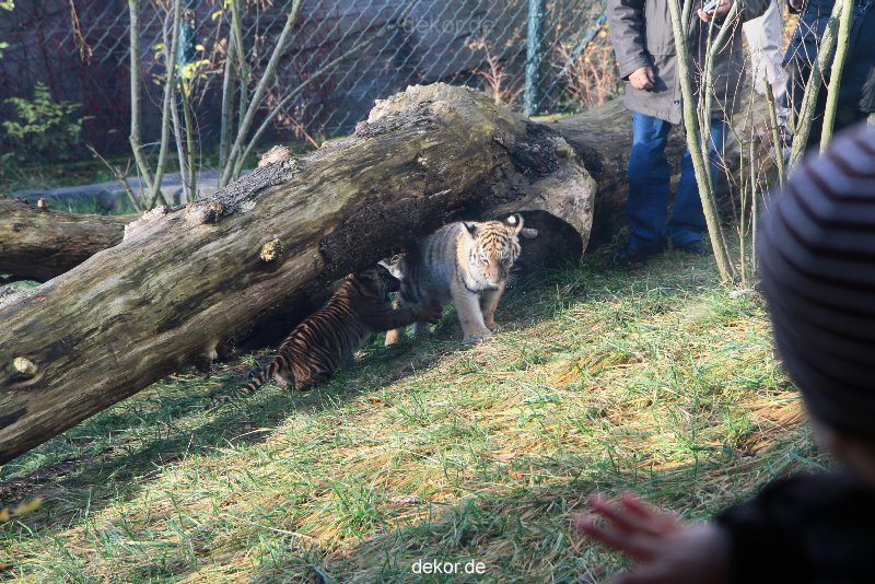 zoo-wuppertal-tschuna-daseep-03-064