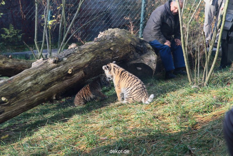 zoo-wuppertal-tschuna-daseep-03-069