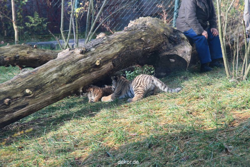 zoo-wuppertal-tschuna-daseep-03-070