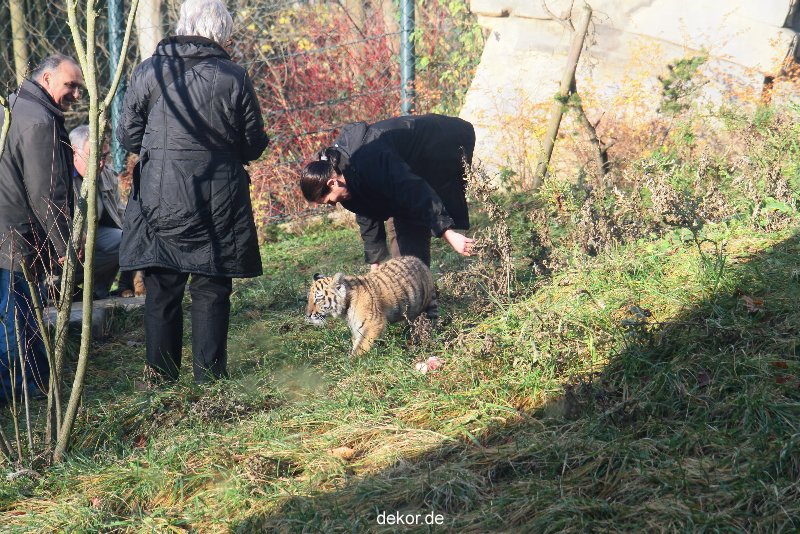 zoo-wuppertal-tschuna-daseep-03-072