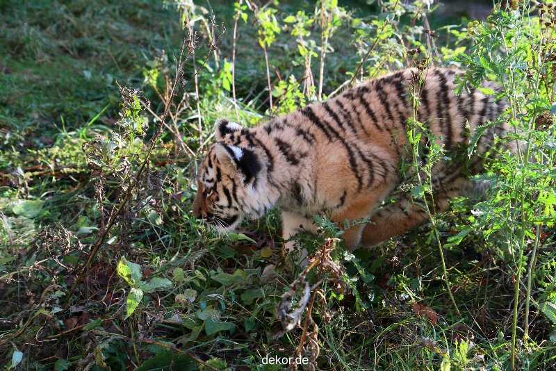 zoo-wuppertal-tschuna-daseep-04-013