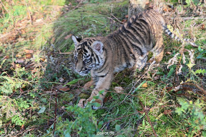 zoo-wuppertal-tschuna-daseep-04-014