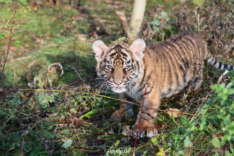 zoo-wuppertal-tschuna-daseep-04-018