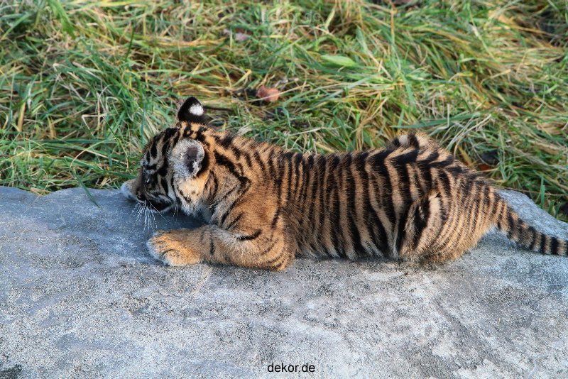 zoo-wuppertal-tschuna-daseep-04-023