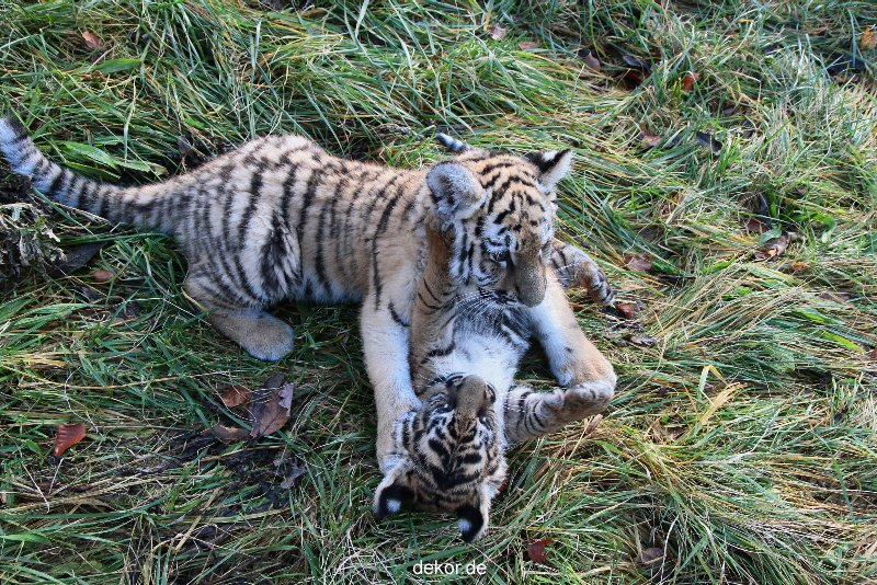 zoo-wuppertal-tschuna-daseep-04-025