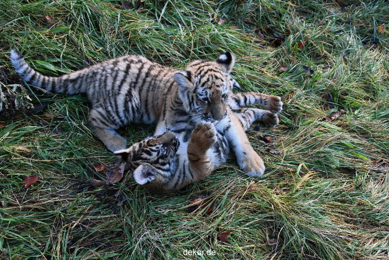 zoo-wuppertal-tschuna-daseep-04-028