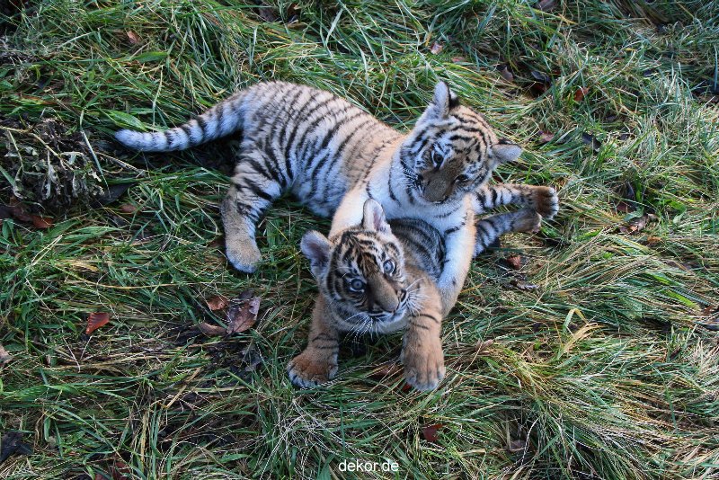 zoo-wuppertal-tschuna-daseep-04-031