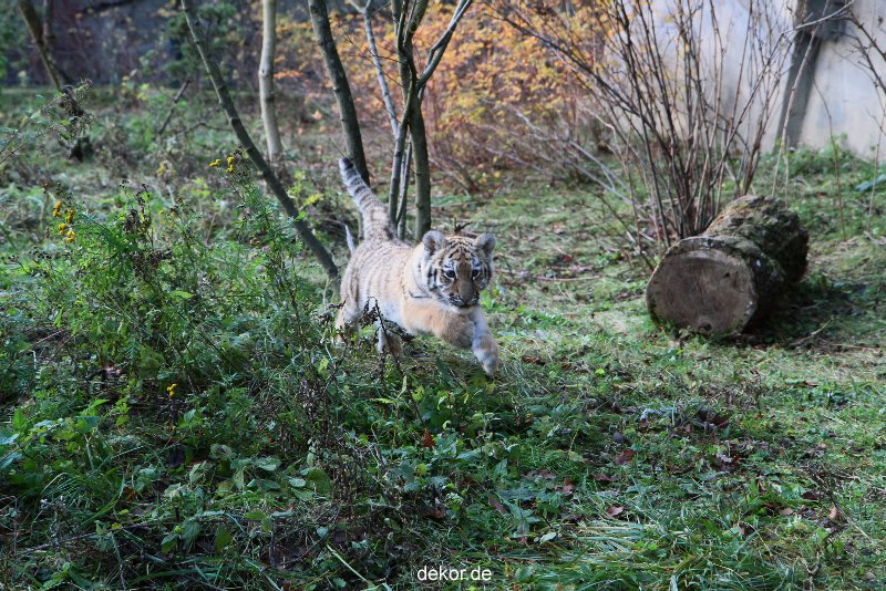 zoo-wuppertal-tschuna-daseep-04-034