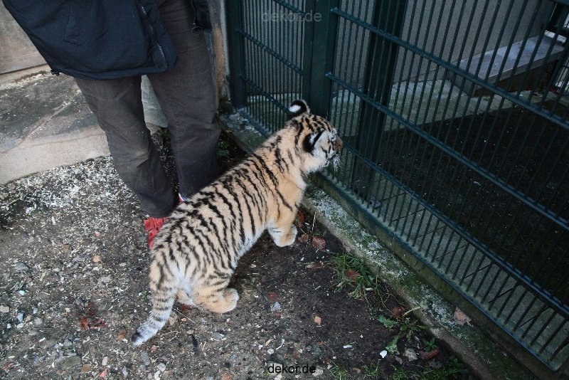 zoo-wuppertal-tschuna-daseep-04-036