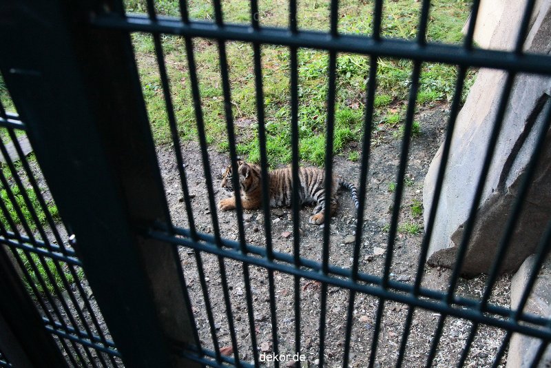 zoo-wuppertal-tschuna-daseep-04-038