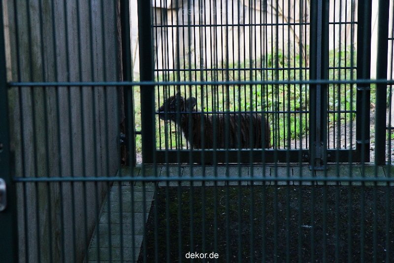 zoo-wuppertal-tschuna-daseep-04-039