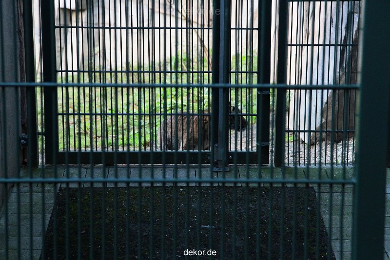 zoo-wuppertal-tschuna-daseep-04-040