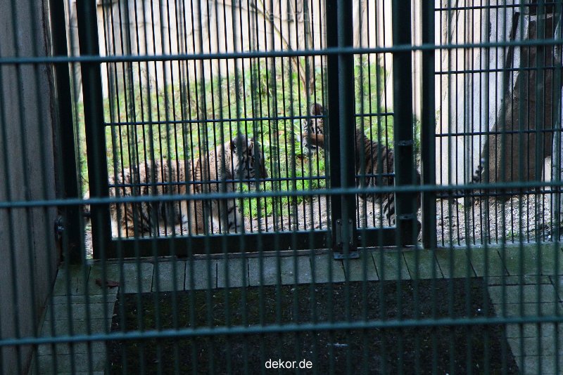 zoo-wuppertal-tschuna-daseep-04-041