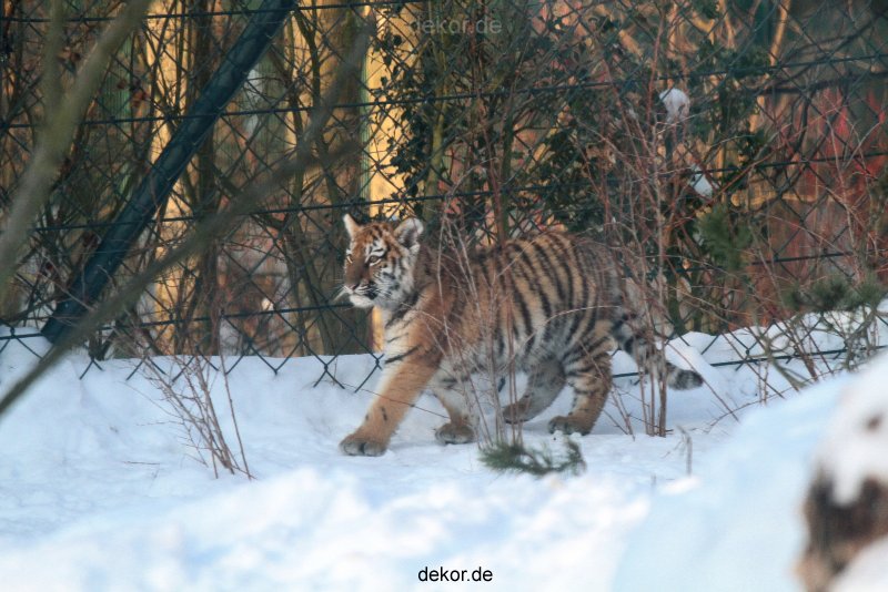zoo-wuppertal-tschuna-daseep-05-004