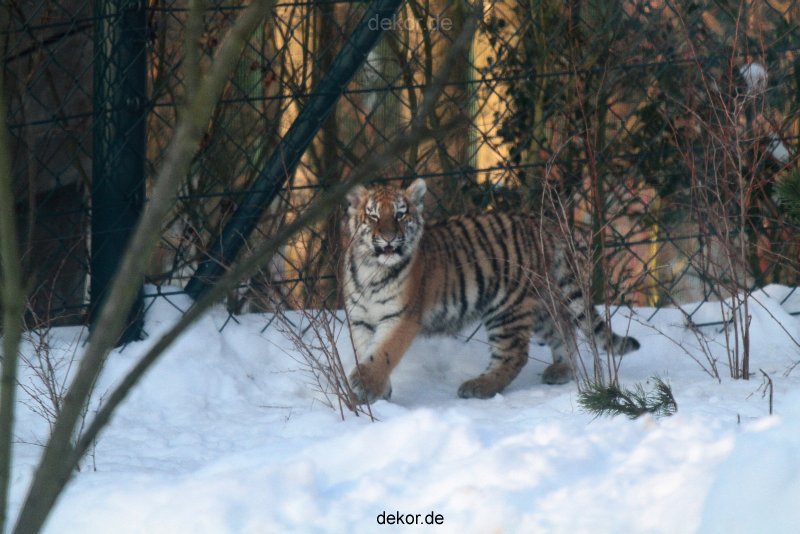 zoo-wuppertal-tschuna-daseep-05-005