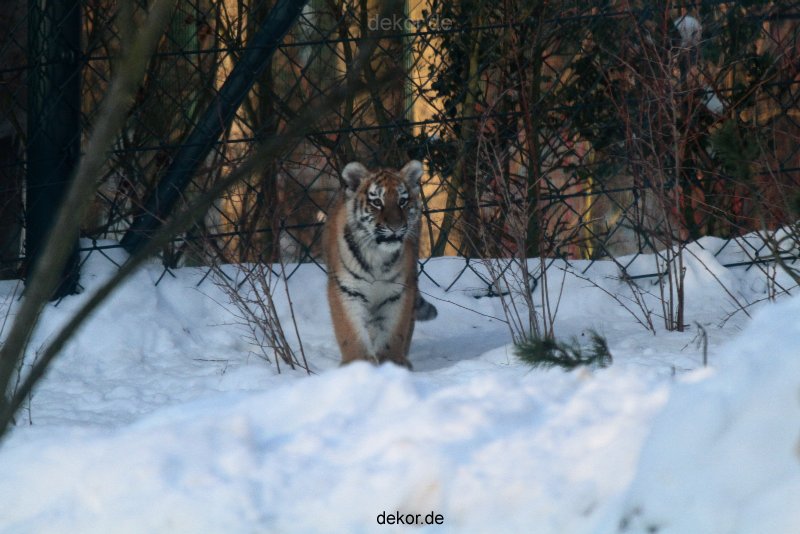 zoo-wuppertal-tschuna-daseep-05-006