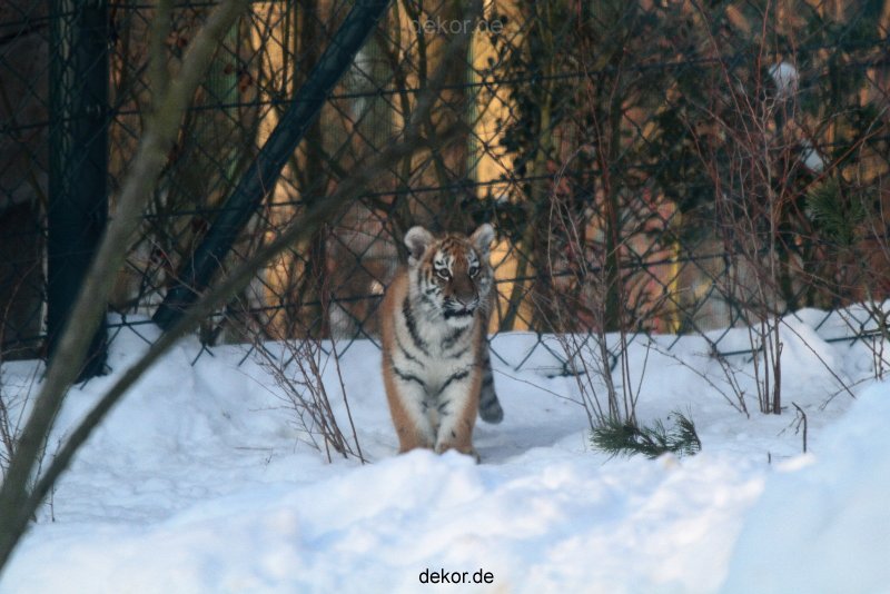 zoo-wuppertal-tschuna-daseep-05-007