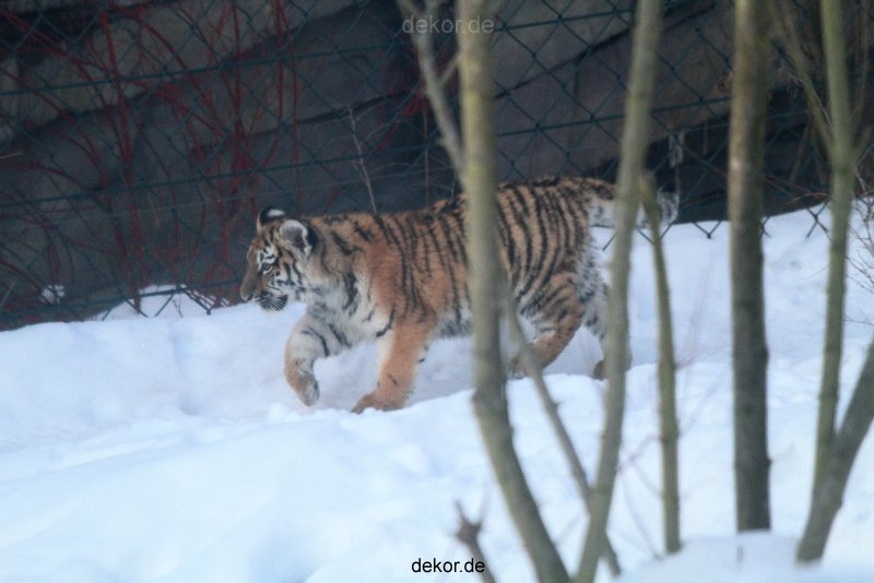 zoo-wuppertal-tschuna-daseep-05-008