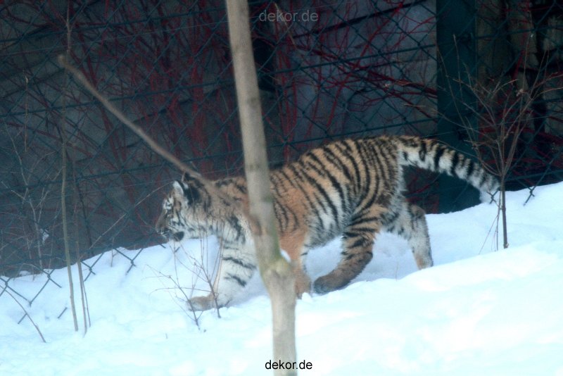 zoo-wuppertal-tschuna-daseep-05-009