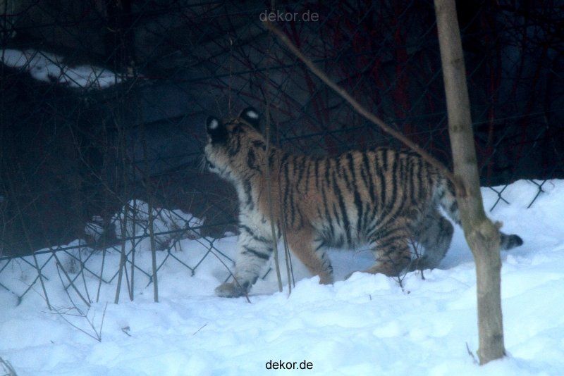 zoo-wuppertal-tschuna-daseep-05-010