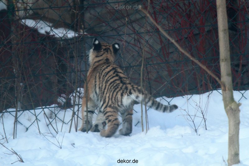 zoo-wuppertal-tschuna-daseep-05-014