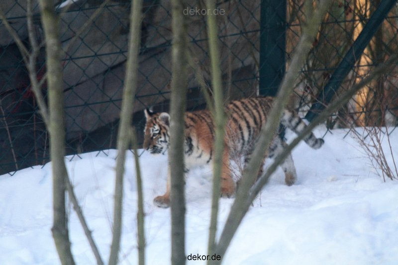 zoo-wuppertal-tschuna-daseep-05-018