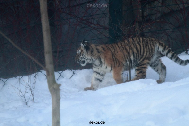 zoo-wuppertal-tschuna-daseep-05-020