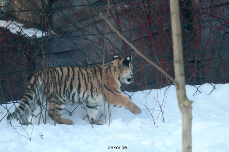 zoo-wuppertal-tschuna-daseep-05-025