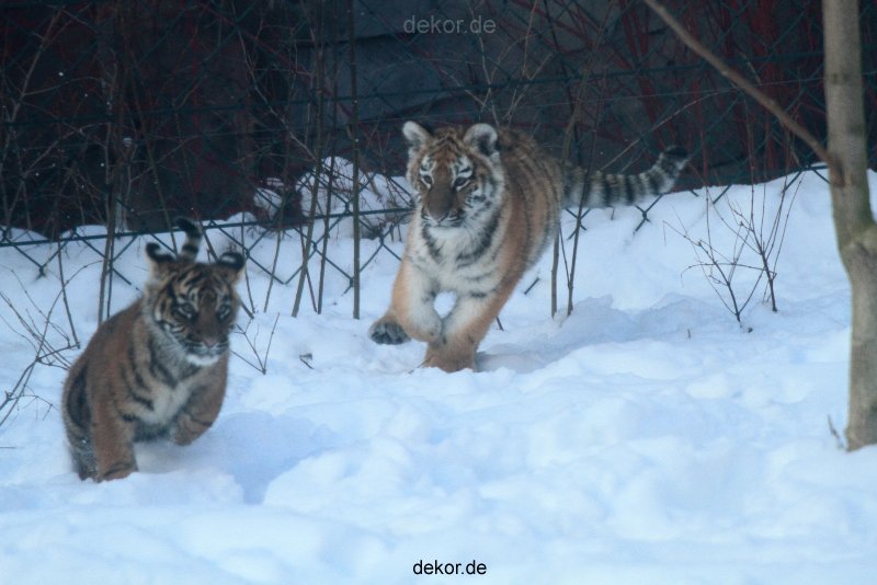 zoo-wuppertal-tschuna-daseep-05-027