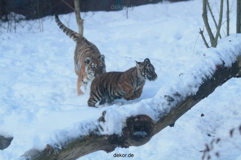 zoo-wuppertal-tschuna-daseep-05-029