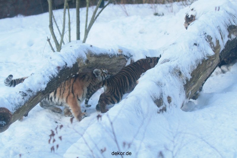 zoo-wuppertal-tschuna-daseep-05-030
