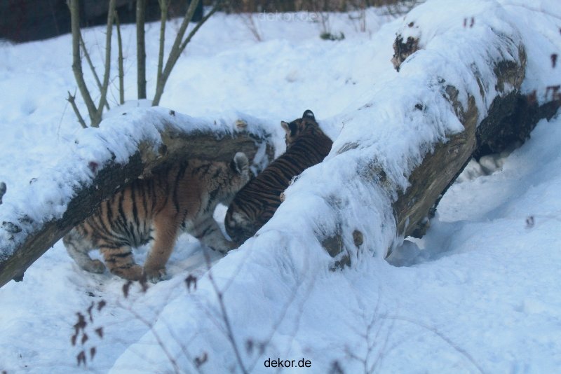 zoo-wuppertal-tschuna-daseep-05-031
