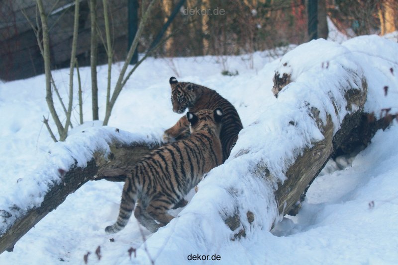 zoo-wuppertal-tschuna-daseep-05-033