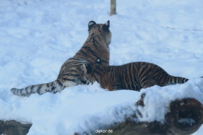 zoo-wuppertal-tschuna-daseep-05-036
