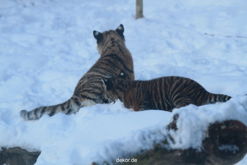 zoo-wuppertal-tschuna-daseep-05-037