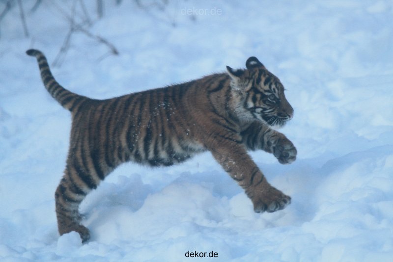 zoo-wuppertal-tschuna-daseep-05-041