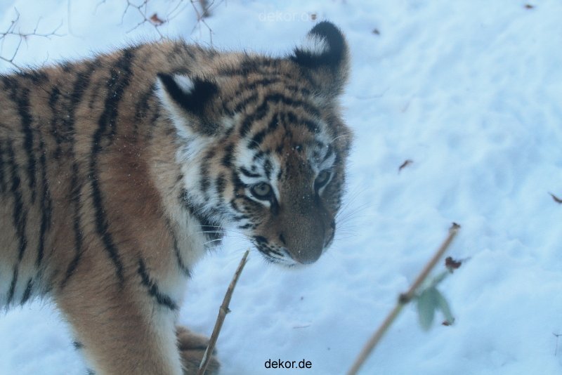 zoo-wuppertal-tschuna-daseep-05-045