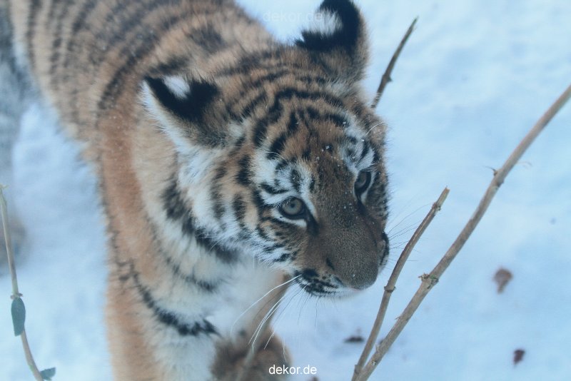 zoo-wuppertal-tschuna-daseep-05-047