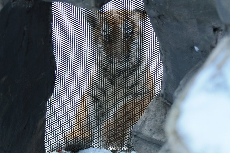 zoo-wuppertal-tschuna-daseep-05-049