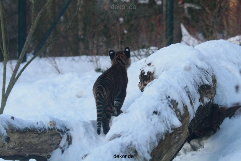 zoo-wuppertal-tschuna-daseep-05-054