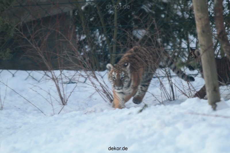zoo-wuppertal-tschuna-daseep-05-063