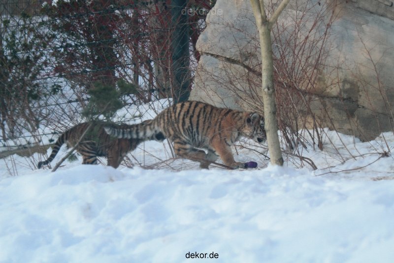 zoo-wuppertal-tschuna-daseep-05-070