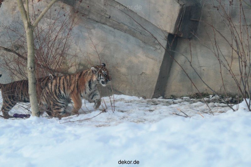 zoo-wuppertal-tschuna-daseep-05-071